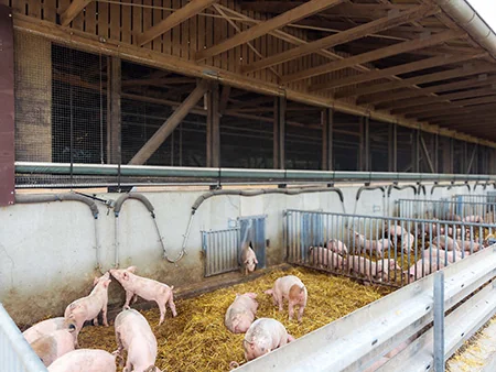 Schweine im Außenklimastall