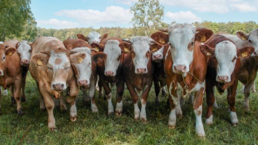 Eine Herde Kühe steht vor dem Betrachter