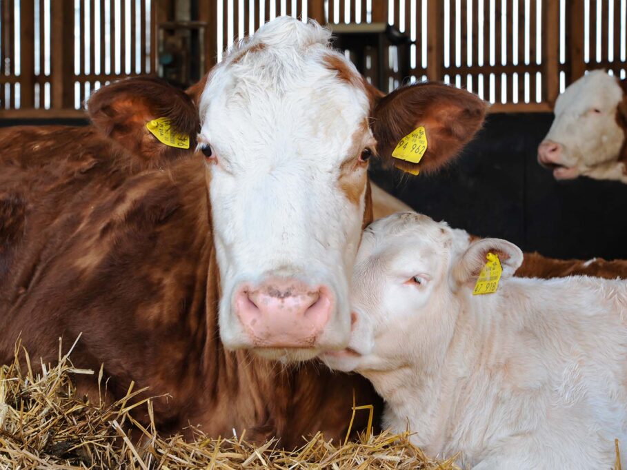 Eine Mutterkuh mit Ihrem Kalb liegen im Stroh auf dem Hoffest vom Moorweghof